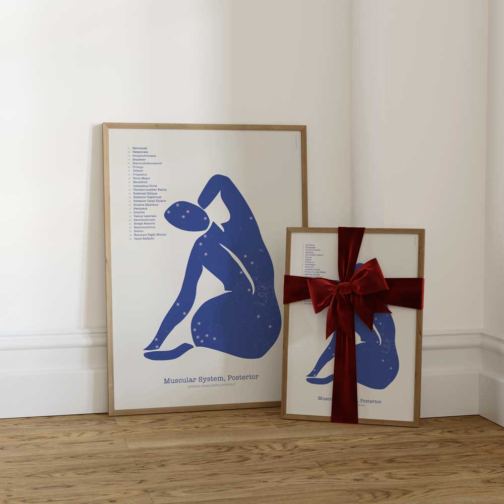 Abstract Anterior Muscular System