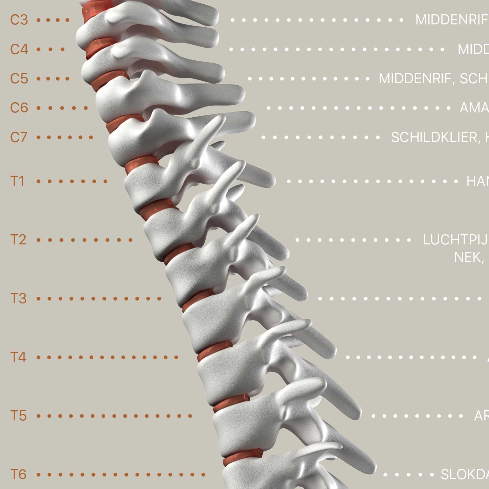 Dermatomes and Cutaneous Nerve Innervation