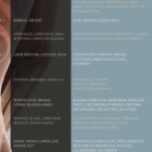 Spinal Subluxation Effects anatomy chart for clinics