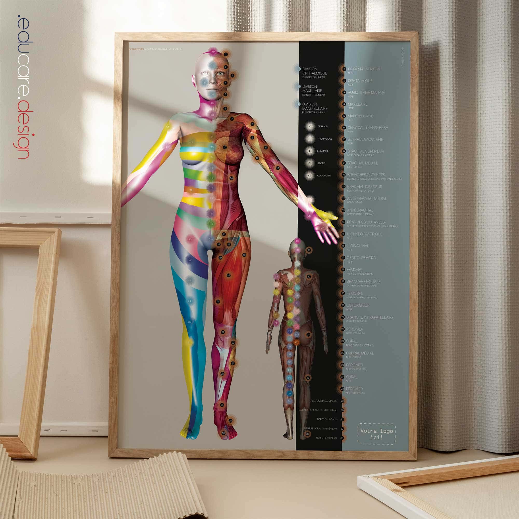 Dermatomes et Innervation Nerveuse Cutanée