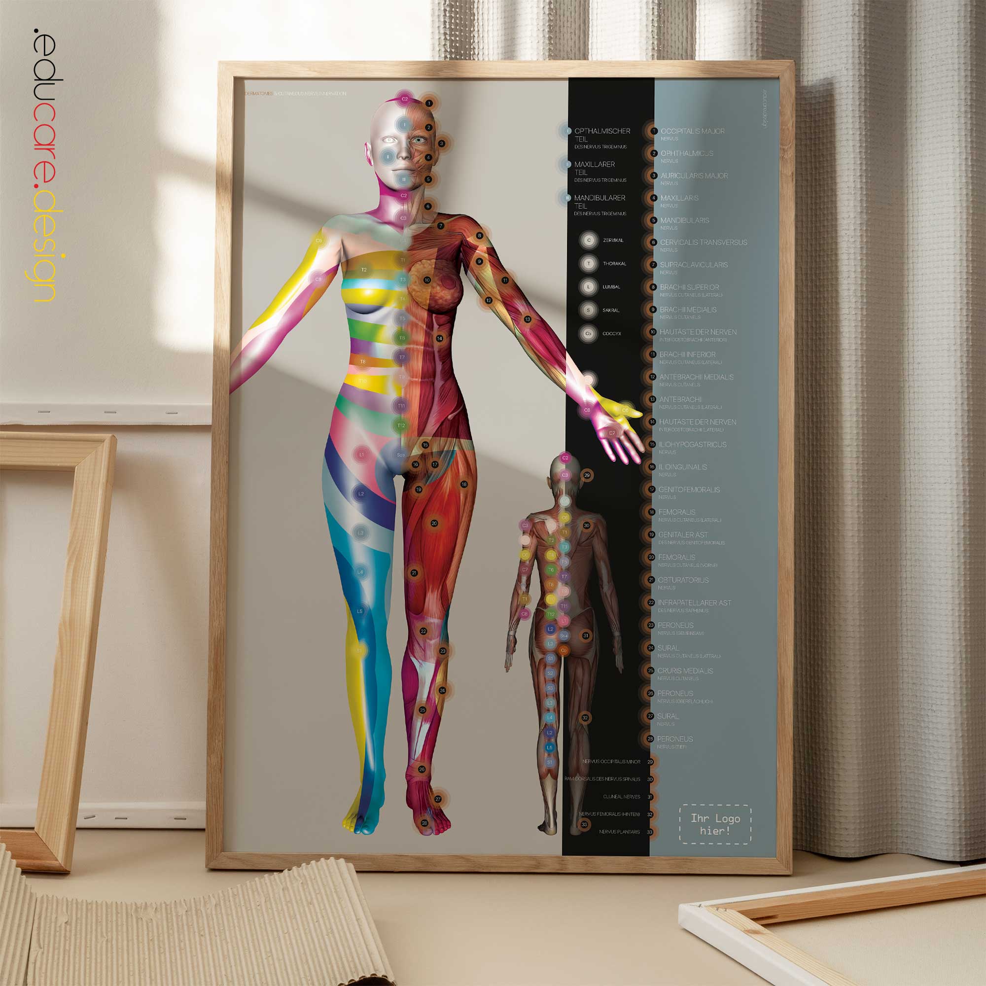 Dermatome und Innervation der Hautnerven