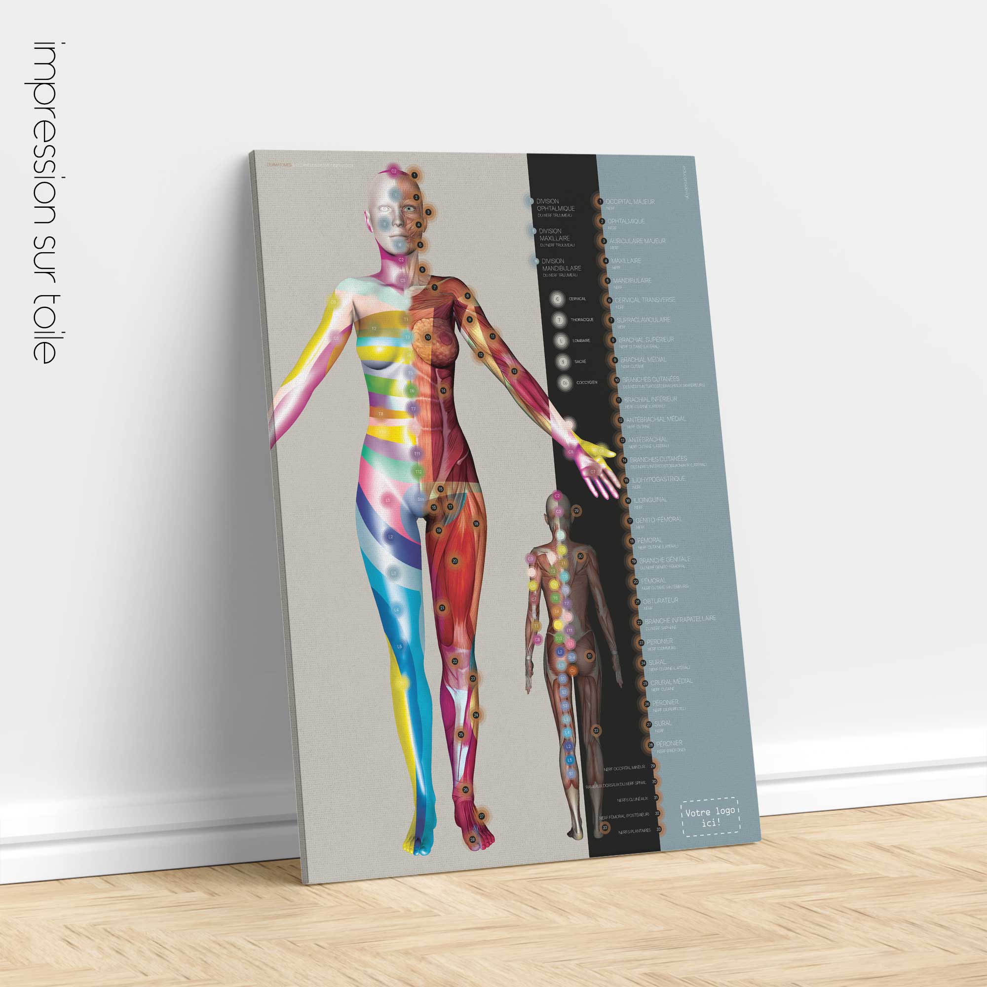 Dermatomes et Innervation Nerveuse Cutanée