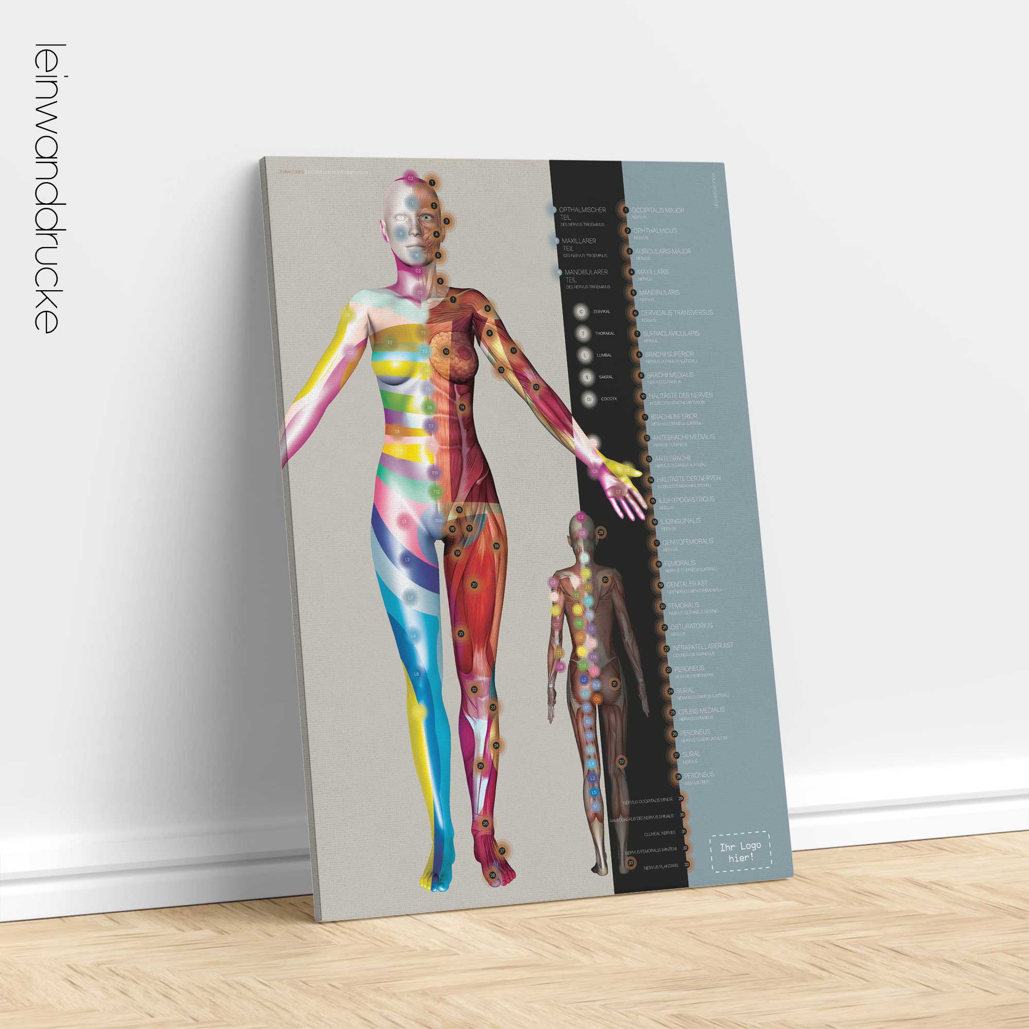 Dermatome und Innervation der Hautnerven