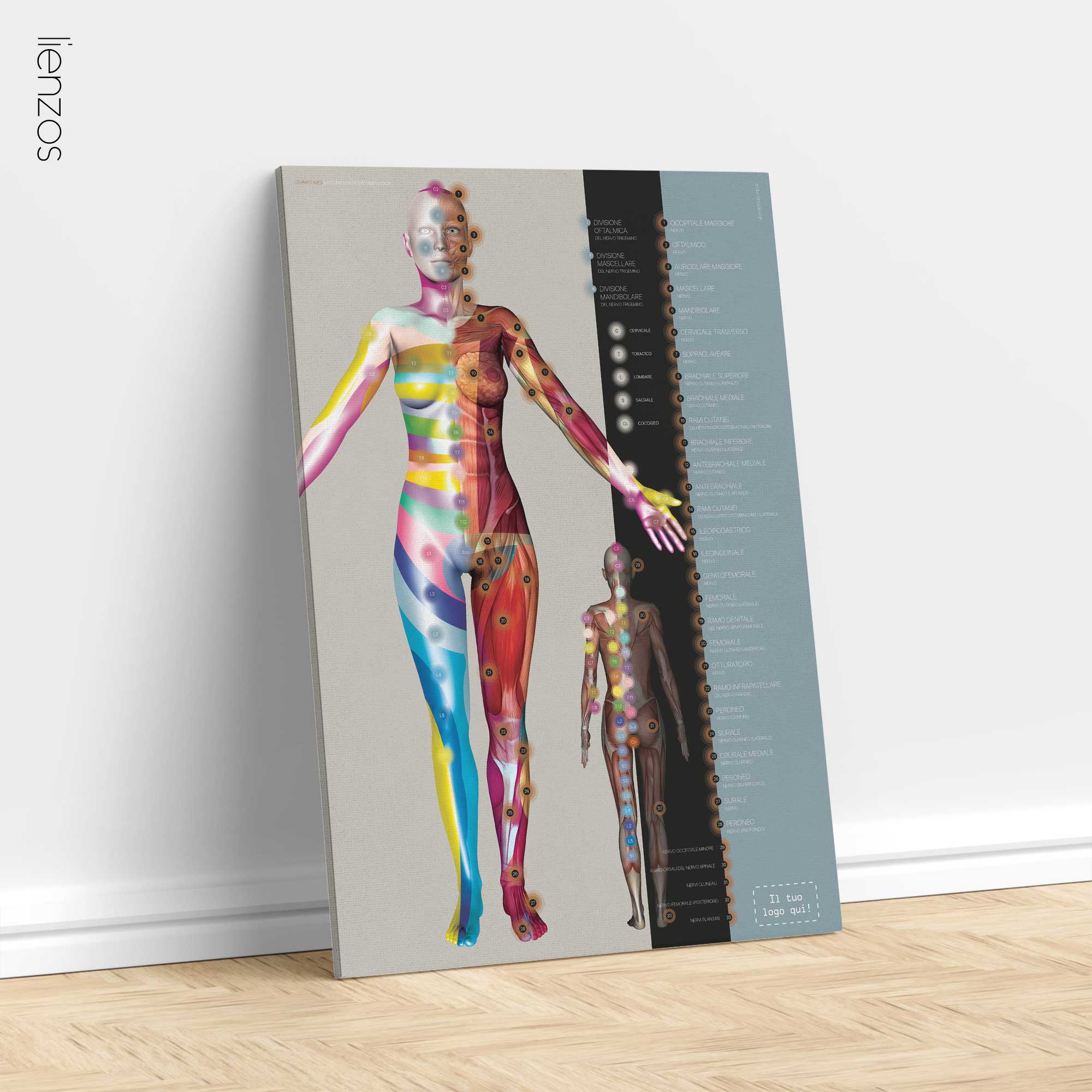 Dermatomas e Inervación Nerviosa Cutánea