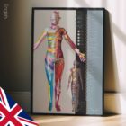 Dermatomes and Cutaneous Nerve Innervation anatomy chart for clinics