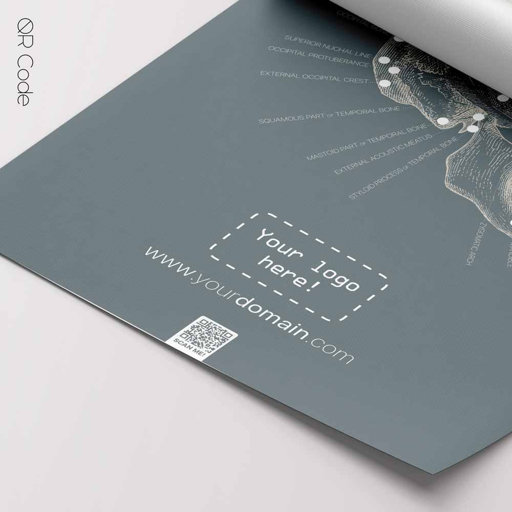 Cranial Bones, lateral — Anatomy Chart