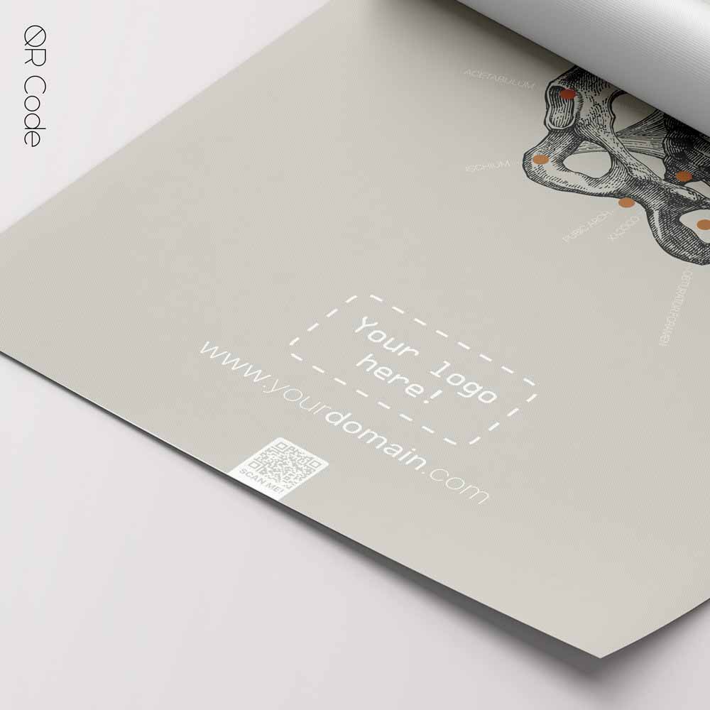 Pelvis Anatomy, Female — Planche anatomique