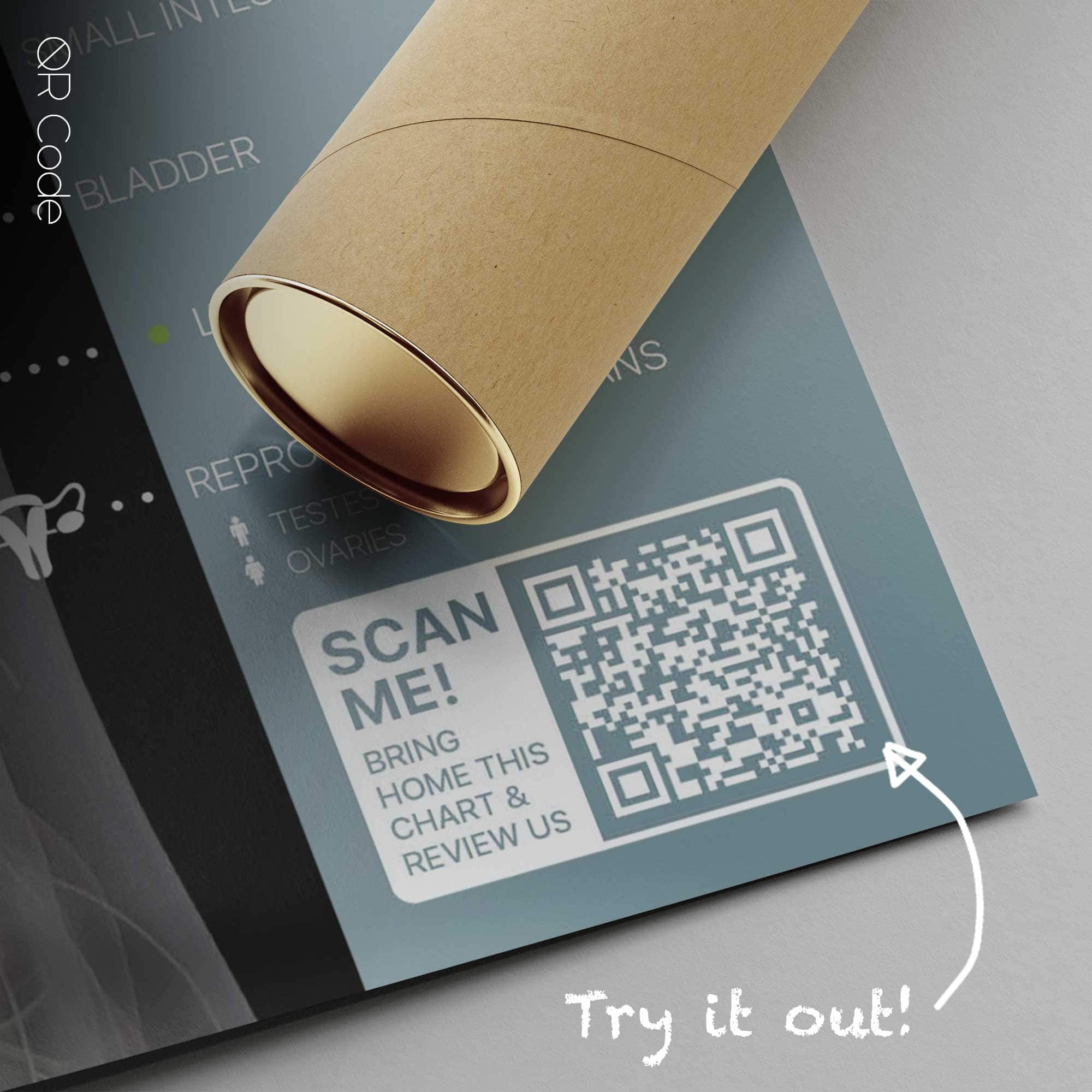 Organs and Endocrine System — Anatomie-Tafel