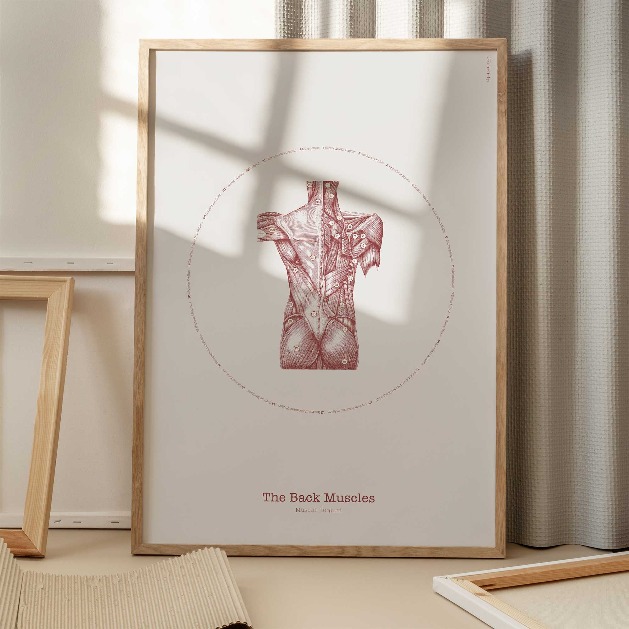 The Back Muscles Vintage Artwork