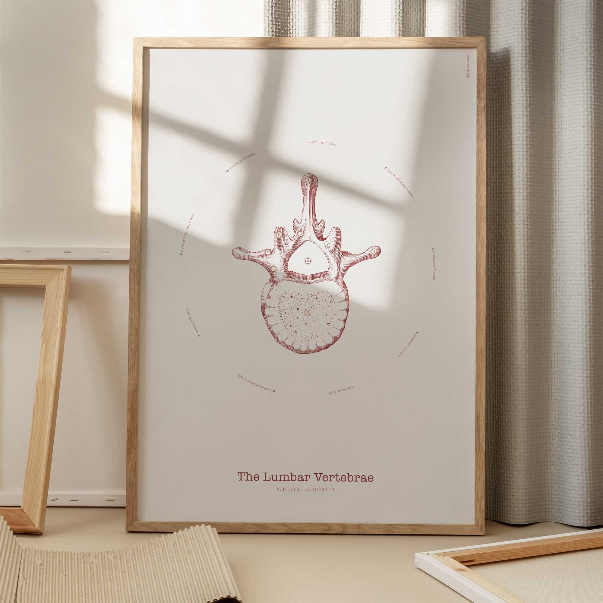 The Lumbar Vertebrae Vintage Artwork