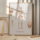 The Skeletal System Chart