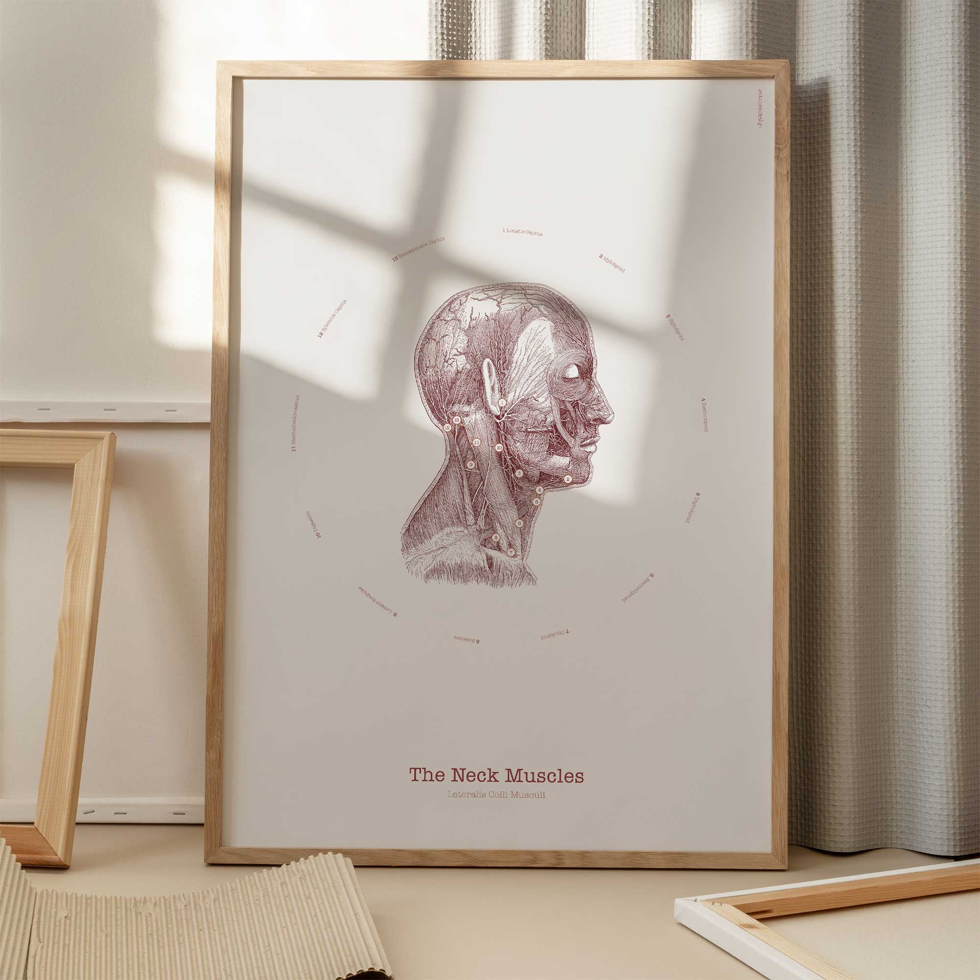 The Neck Muscles Vintage Artwork