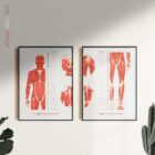 Il Set dei Trigger Point Miofasciali tavola anatomica per studi e cliniche