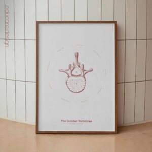 The Lumbar Vertebrae Vintage Artwork