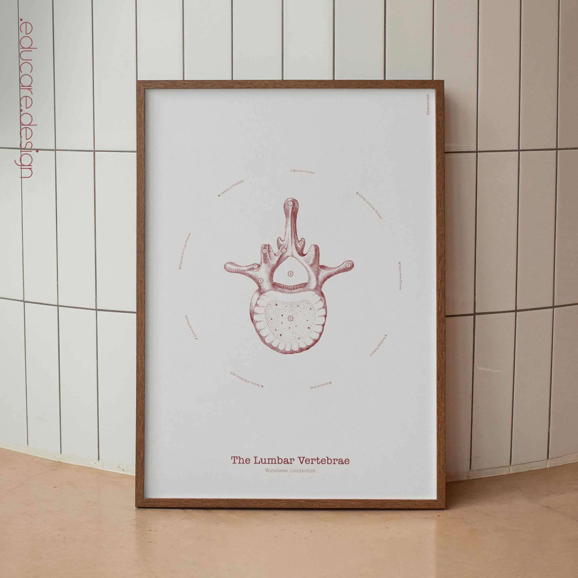 The Lumbar Vertebrae Vintage Artwork