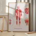 Das Muskelsystem Diagramm