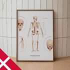 The Skeletal System Chart