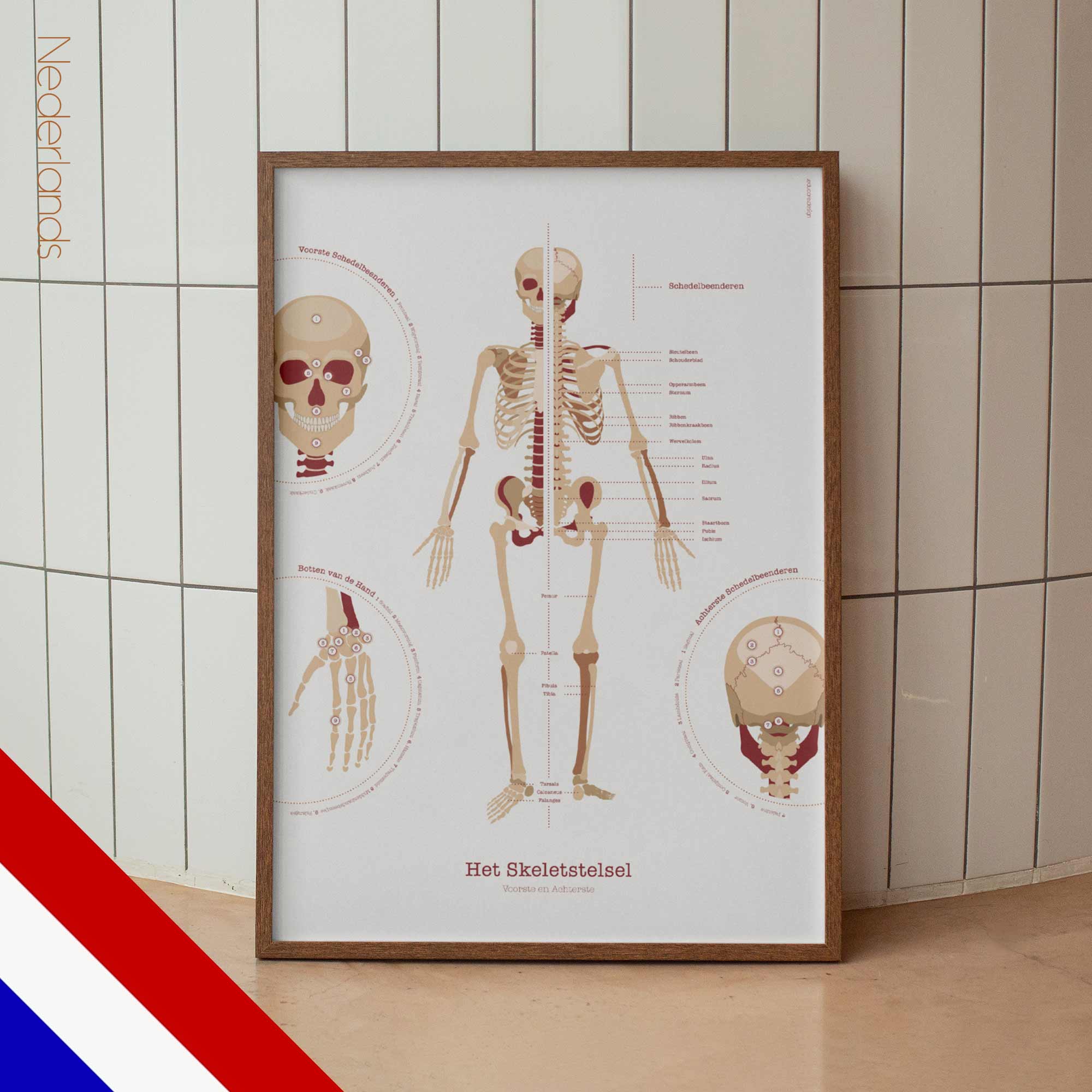 The Skeletal System Chart
