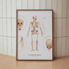 The Skeletal System Chart