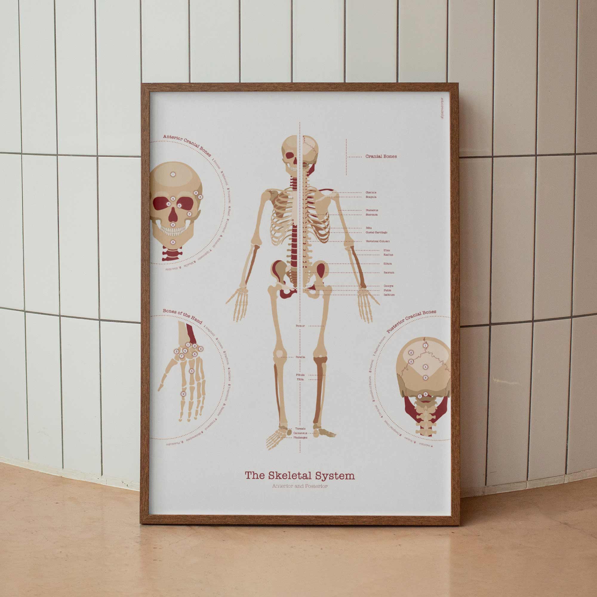 The Skeletal System Chart