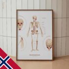 The Skeletal System Chart