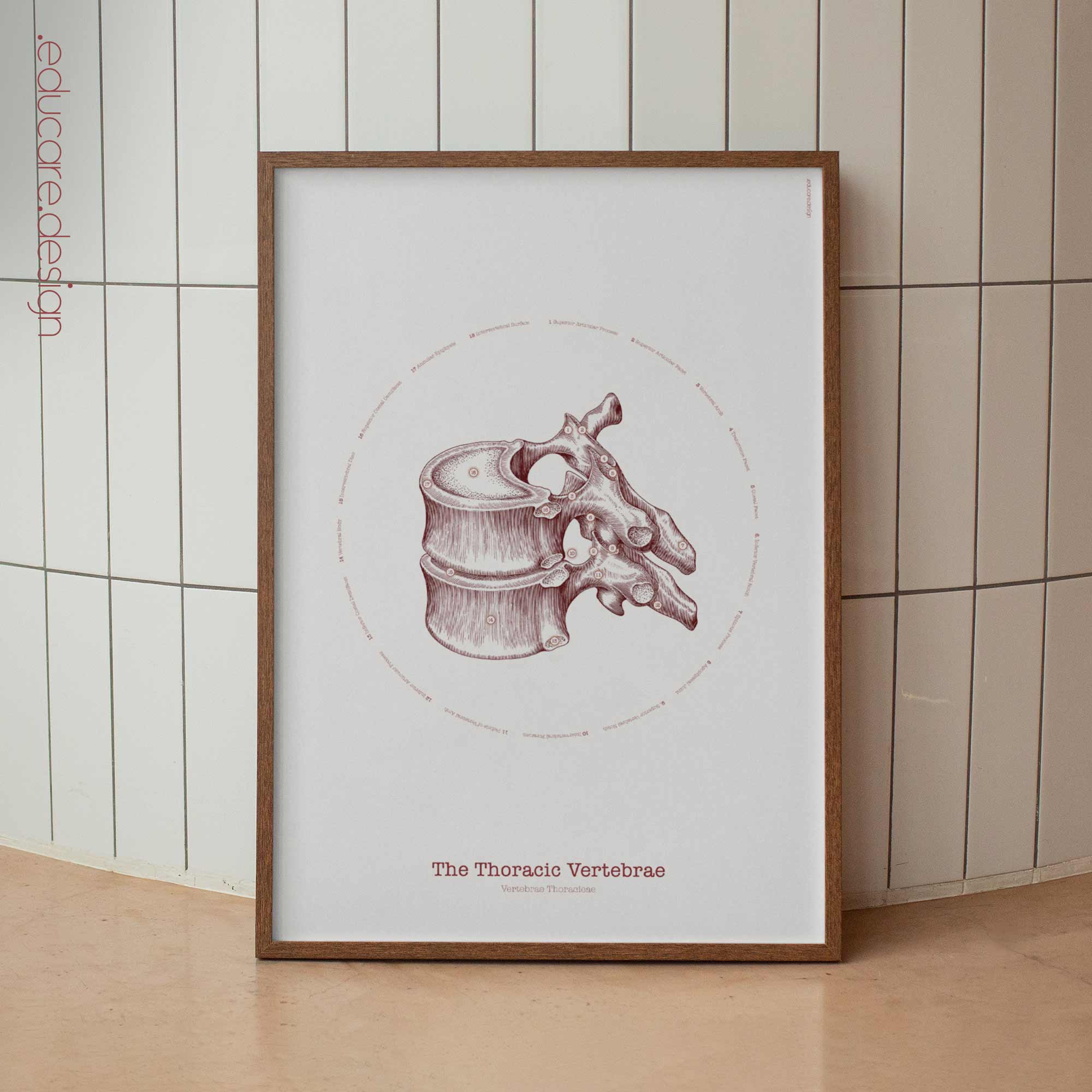 The Thoracic Vertebrae Bones Vintage Artwork