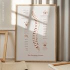La Columna Vertebral