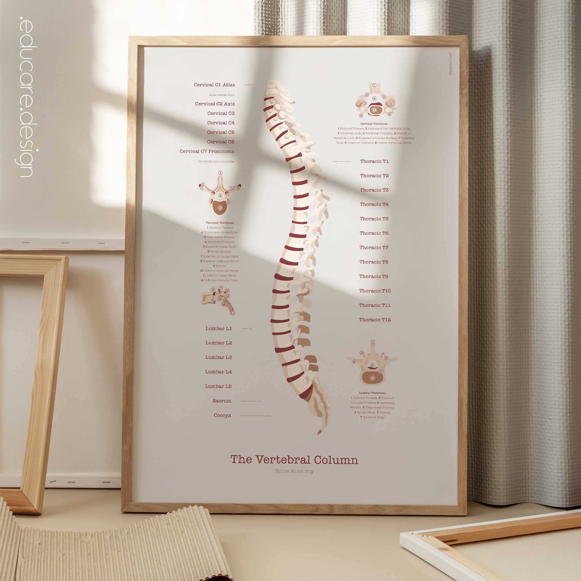The Vertebral Column