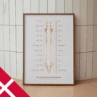 El Sistema Nervioso Autónomo