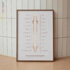 El sistema nervioso autónomo