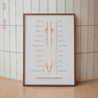 El sistema nervioso autónomo