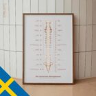 El Sistema Nervioso Autónomo