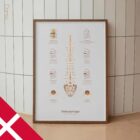 Diskusprolaps anatomidiagram til klinikker