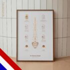 De Hernia anatomisch diagram voor praktijken en klinieken