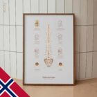 Skiveprolaps anatomidiagram for klinikker