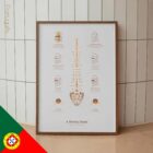 A Hérnia Discal diagrama anatómico para clínicas e consultórios