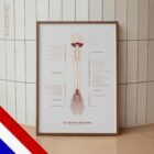 De Spinale Zenuwen anatomisch diagram voor praktijken en klinieken