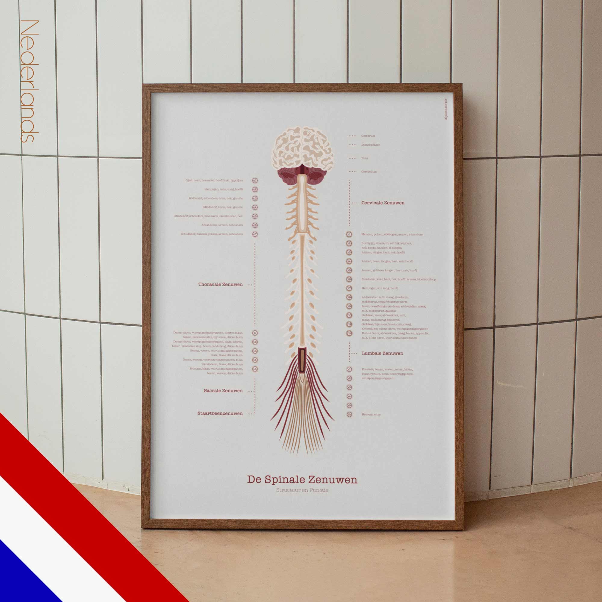 The Spinal Nerves — Preview