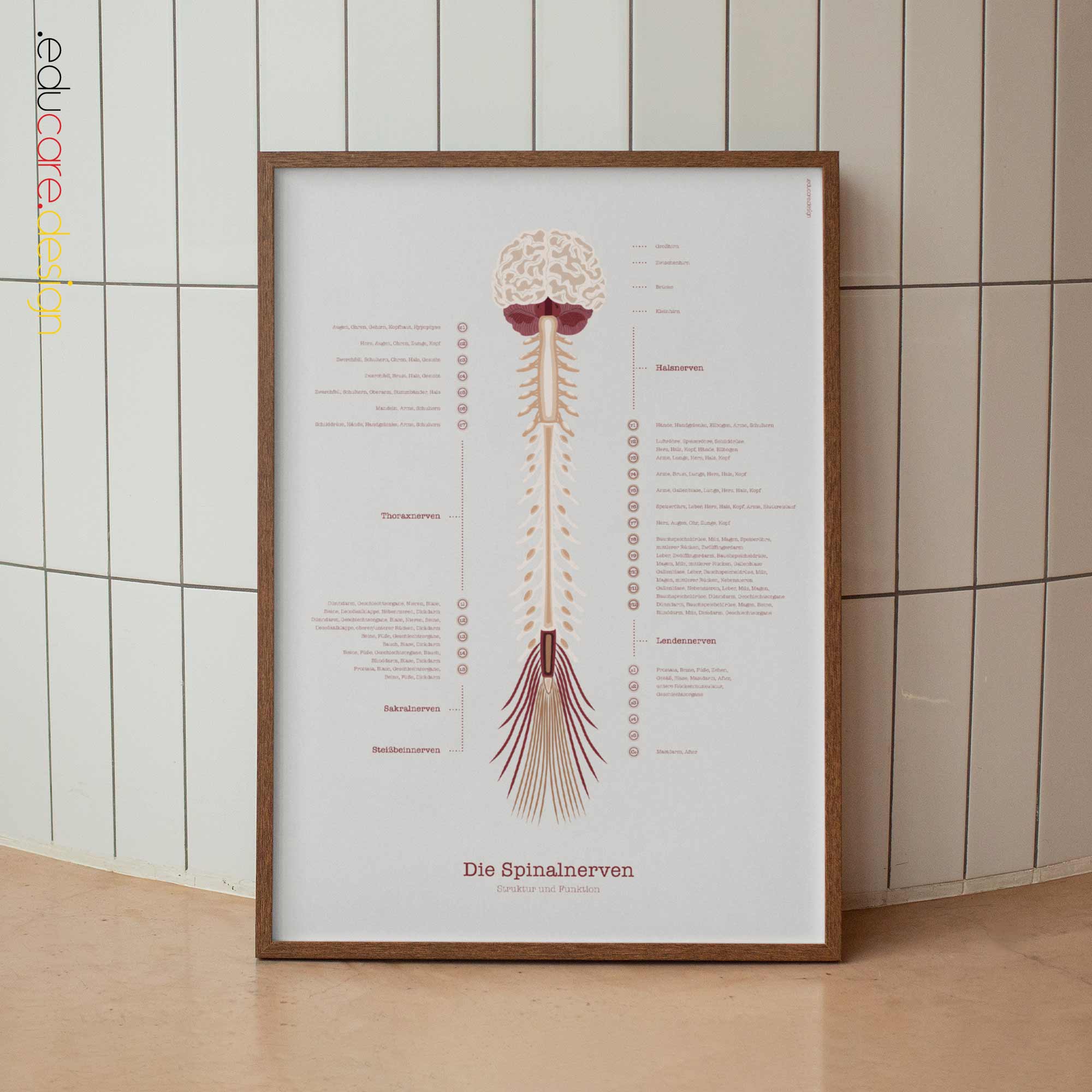 Die Spinalnerven