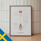 Spinalnerverna anatomidiagram för kliniker