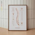 Die Wirbelsäule Anatomie-Chart für Praxen und Kliniken
