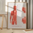 L'ensemble de Points de Déclenchement Myofasciaux