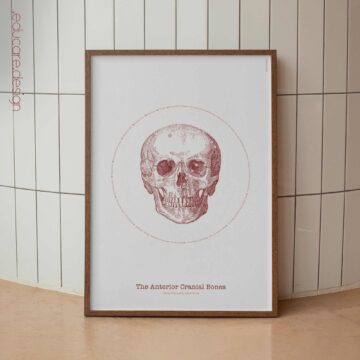 The Anterior Cranial Bones Obra de Arte Vintage