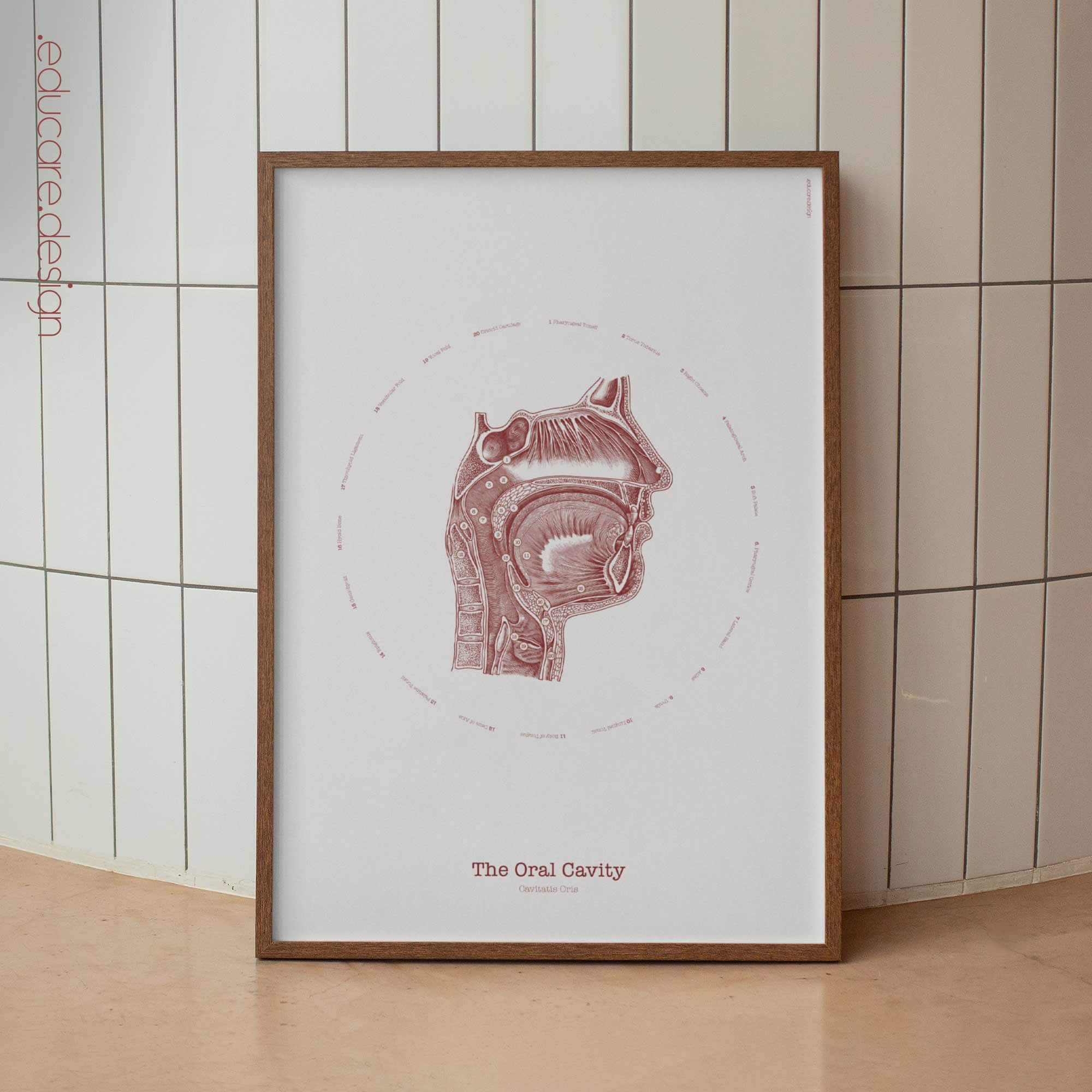 The Oral Cavity Vintage Artwork