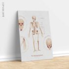 The Skeletal System Chart