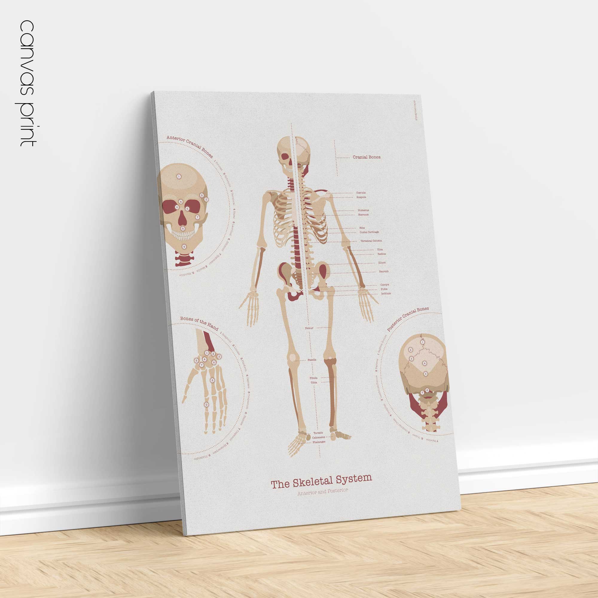 The Skeletal System Chart