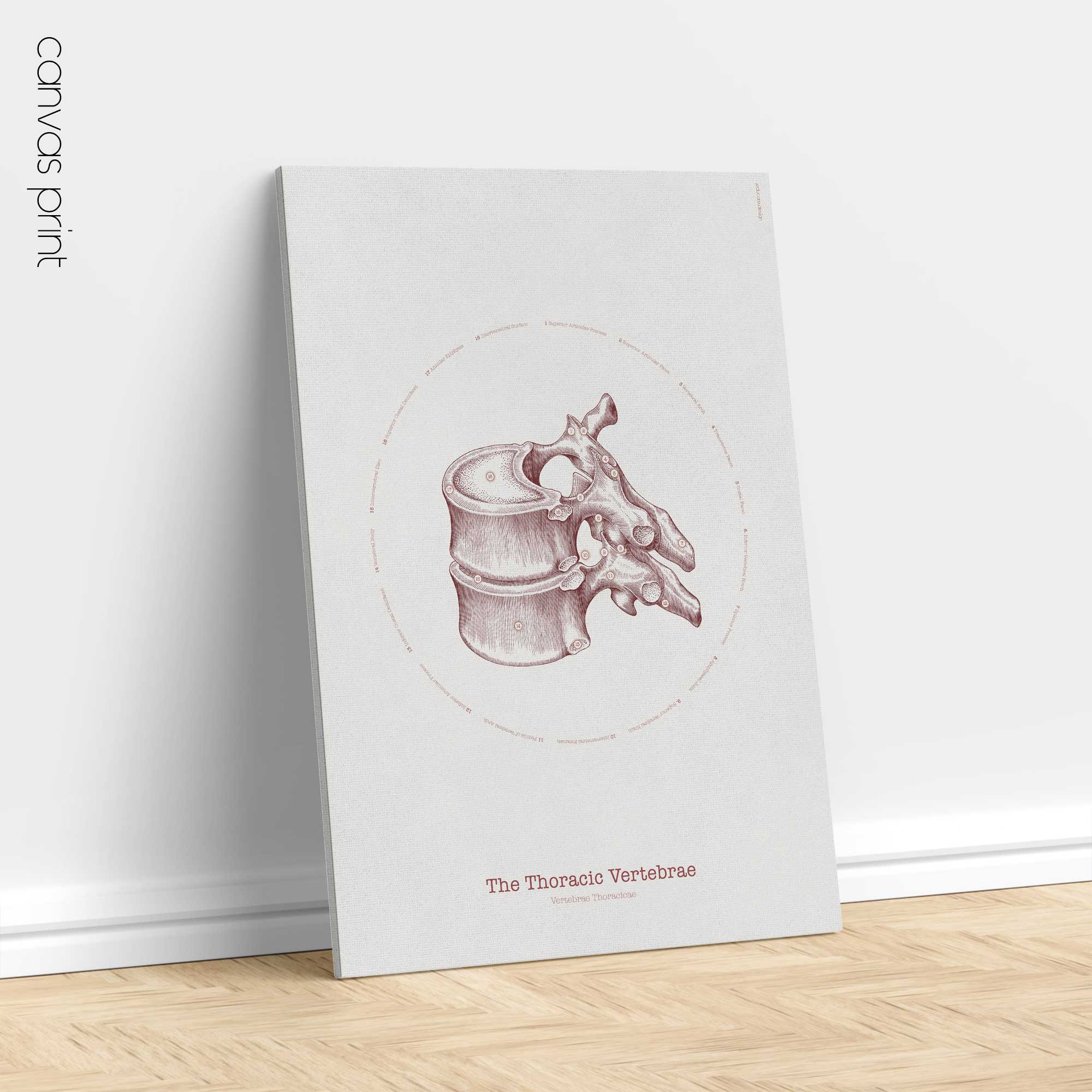 The Thoracic Vertebrae Bones Vintage Artwork