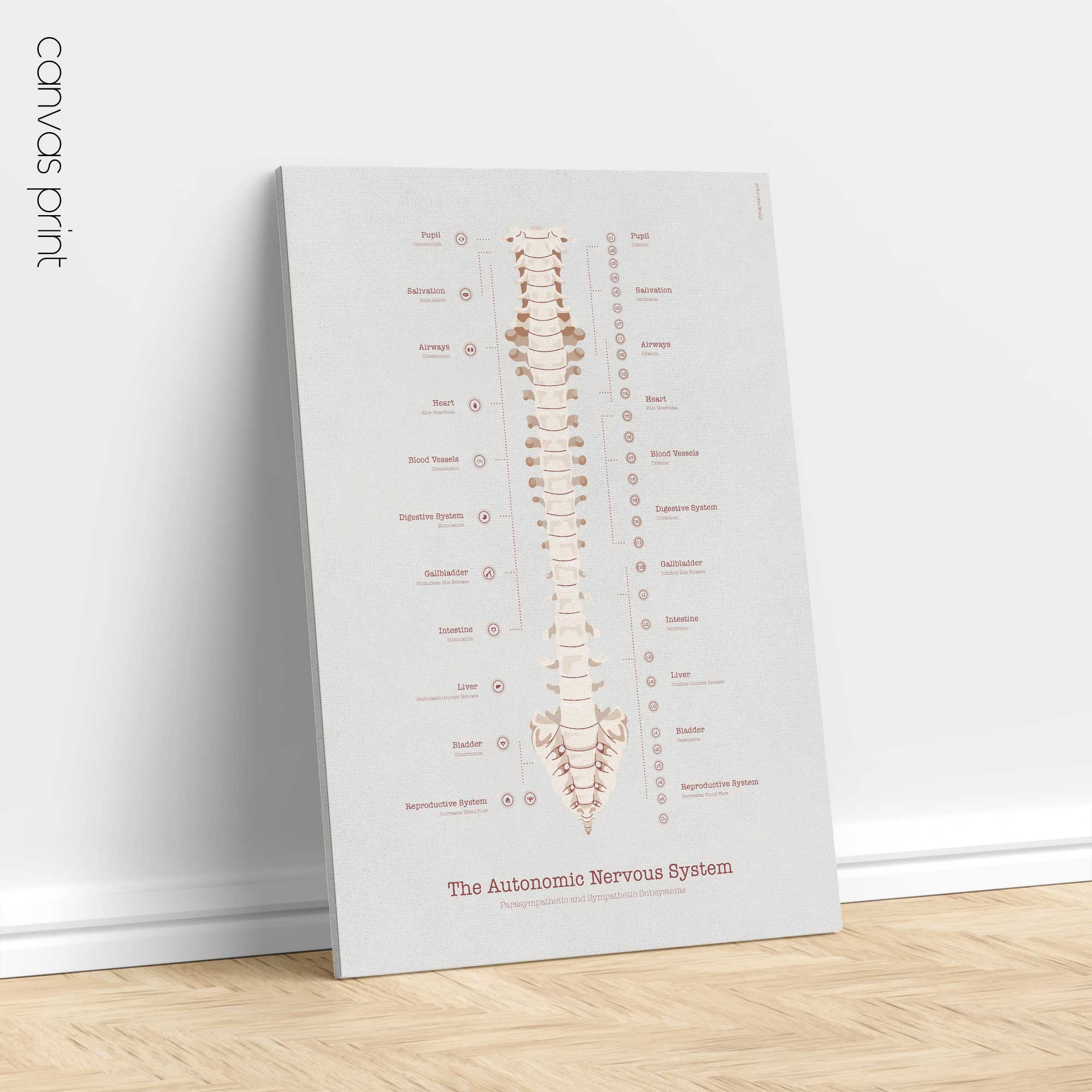 Fibromyalgia with Hormonal and Nervous System Connections
