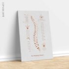 The Vertebral Column anatomy chart for clinics