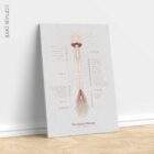 The Spinal Nerves anatomy chart for clinics